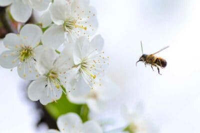 Seasonal Allergies & Oral Health